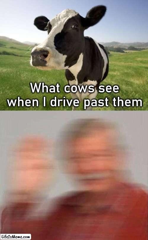 What must they think when we moo at them? |  What cows see when I drive past them | image tagged in cow,driving | made w/ Lifeismeme meme maker