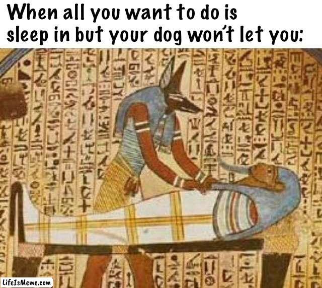 Not now, Fido |  When all you want to do is sleep in but your dog won’t let you: | image tagged in sleeping in mummy,dog,mummy,egypt,sleep,dead | made w/ Lifeismeme meme maker
