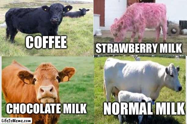 Wow you are reading the title |  STRAWBERRY MILK; COFFEE; CHOCOLATE MILK; NORMAL MILK | image tagged in cow,milk flavor,cows,oh wow are you actually reading these tags | made w/ Lifeismeme meme maker