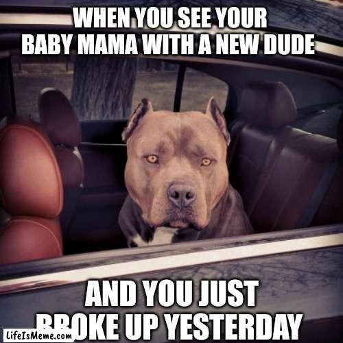 Baby mama |  WHEN YOU SEE YOUR BABY MAMA WITH A NEW DUDE; AND YOU JUST BROKE UP YESTERDAY | image tagged in funny,funny memes,dogs,baby mama | made w/ Lifeismeme meme maker