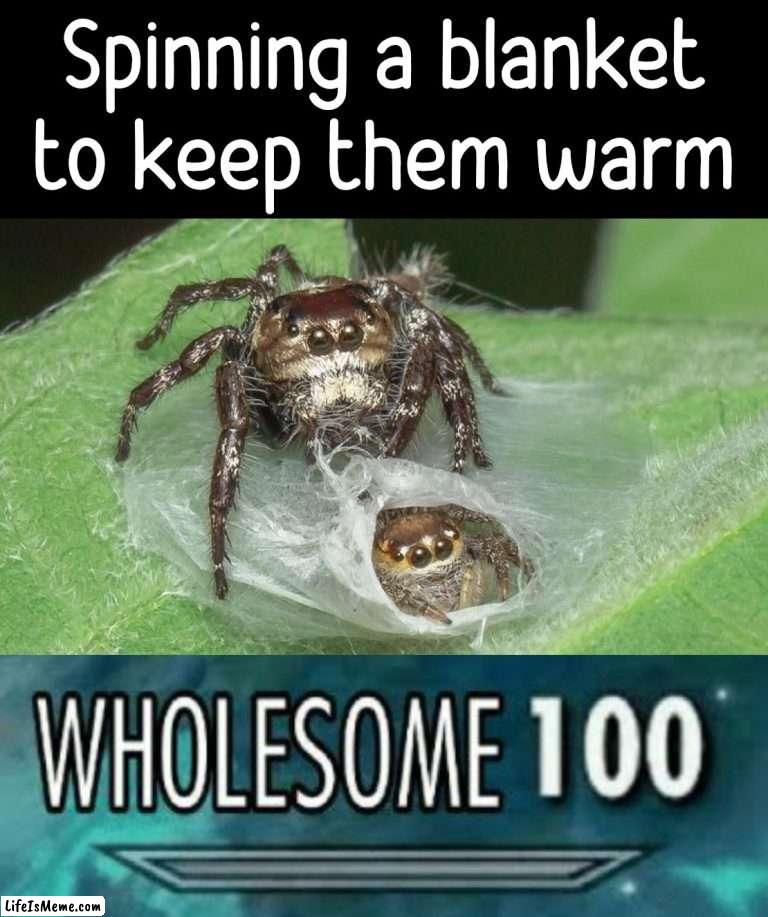 Spinning a web blanket because they are cold |  Spinning a blanket to keep them warm | image tagged in wholesome 100,spider,blanket,web,cold | made w/ Lifeismeme meme maker