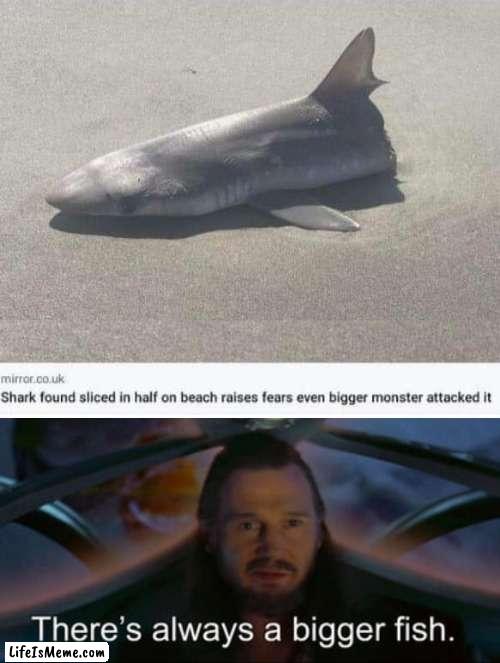 MAYBE RIPPED IN HALF BY THE KRAKEN? | image tagged in memes,shark,star wars | made w/ Lifeismeme meme maker