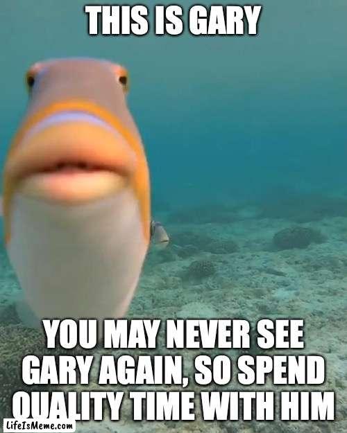 Gary |  THIS IS GARY; YOU MAY NEVER SEE GARY AGAIN, SO SPEND QUALITY TIME WITH HIM | image tagged in staring fish | made w/ Lifeismeme meme maker