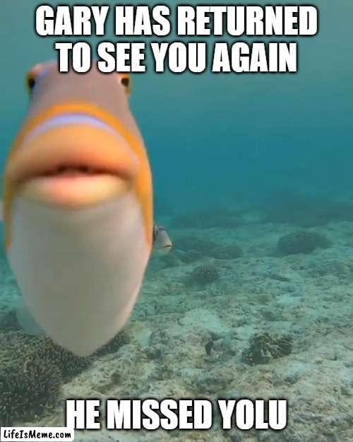He is back |  GARY HAS RETURNED TO SEE YOU AGAIN; HE MISSED YOLU | image tagged in staring fish | made w/ Lifeismeme meme maker