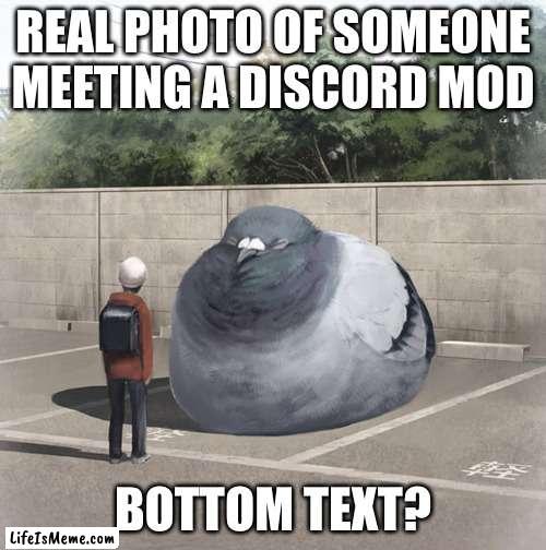 *True |  REAL PHOTO OF SOMEONE MEETING A DISCORD MOD; BOTTOM TEXT? | image tagged in beeg birb,discord moderator,why are you reading this | made w/ Lifeismeme meme maker