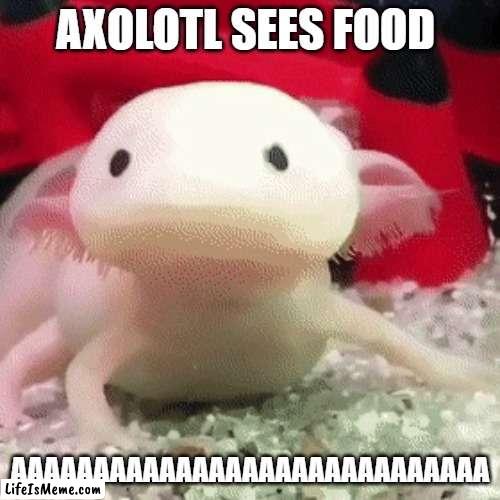 DSUAYHBJ |  AXOLOTL SEES FOOD; AAAAAAAAAAAAAAAAAAAAAAAAAAAAA | image tagged in axolotl | made w/ Lifeismeme meme maker