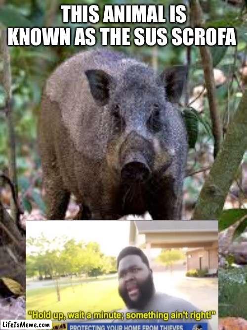 It’s called a what |  THIS ANIMAL IS KNOWN AS THE SUS SCROFA | image tagged in hold up wait a minute something aint right | made w/ Lifeismeme meme maker