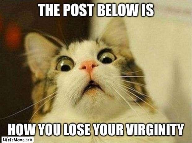 Wow |  THE POST BELOW IS; HOW YOU LOSE YOUR VIRGINITY | image tagged in memes,scared cat | made w/ Lifeismeme meme maker