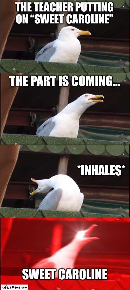 BUM BUM BUM |  THE TEACHER PUTTING ON “SWEET CAROLINE”; THE PART IS COMING…; *INHALES*; SWEET CAROLINE | image tagged in memes,inhaling seagull,music,school,funny memes | made w/ Lifeismeme meme maker