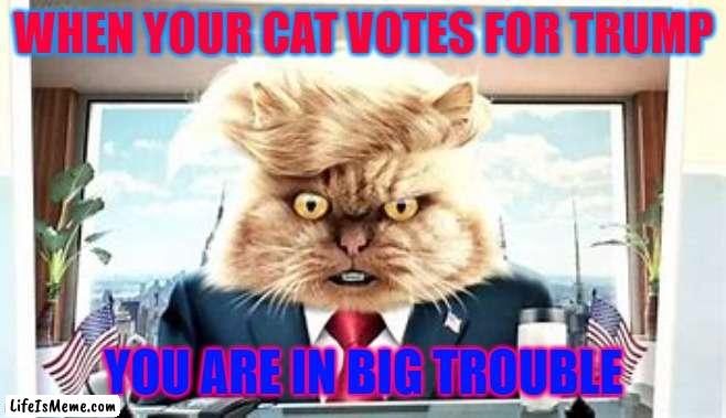 Donald cat |  WHEN YOUR CAT VOTES FOR TRUMP; YOU ARE IN BIG TROUBLE | image tagged in donald trump | made w/ Lifeismeme meme maker