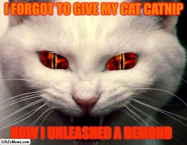 Forgot the catnip): |  I FORGOT TO GIVE MY CAT CATNIP; NOW I UNLEASHED A DEMOND | image tagged in funny | made w/ Lifeismeme meme maker