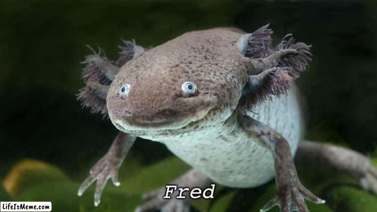 Fred |  Fred | image tagged in fred | made w/ Lifeismeme meme maker