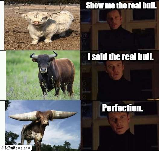 Show me the real Bull |  Show me the real bull. I said the real bull. Perfection. | image tagged in show me the real,bull,random | made w/ Lifeismeme meme maker