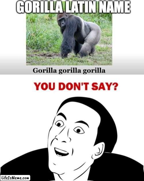 Gorilla gorilla gorilla gorilla gorilla gorilla gorilla gorilla gorilla gorilla gorilla gorilla gorilla gorilla gorilla gorilla |  GORILLA LATIN NAME | image tagged in memes,you don't say,sam o'nella,gorilla,monke | made w/ Lifeismeme meme maker