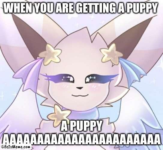 PUppy |  WHEN YOU ARE GETTING A PUPPY; A PUPPY AAAAAAAAAAAAAAAAAAAAAAA | image tagged in funni | made w/ Lifeismeme meme maker