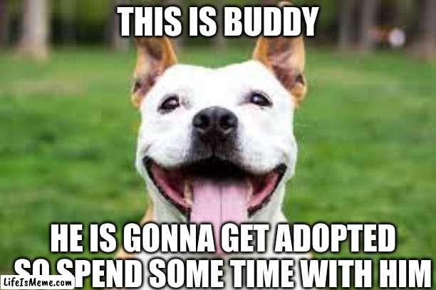 buddy |  THIS IS BUDDY; HE IS GONNA GET ADOPTED SO SPEND SOME TIME WITH HIM | image tagged in dog,adopted | made w/ Lifeismeme meme maker