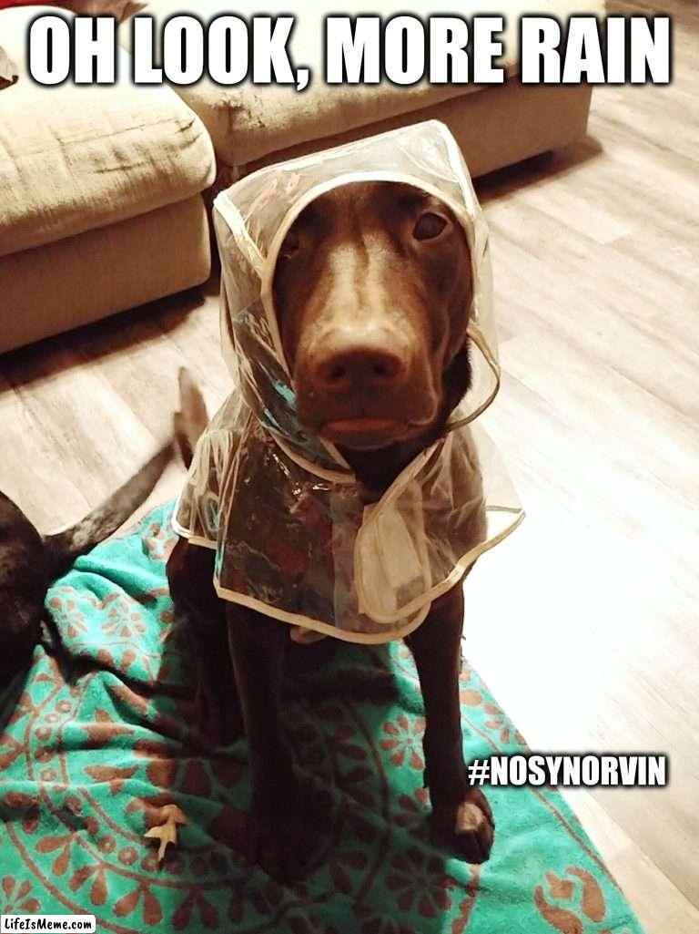 Oh look, more rain |  OH LOOK, MORE RAIN; #NOSYNORVIN | image tagged in it's raining,rain,dogs,memes,cute,funny animals | made w/ Lifeismeme meme maker