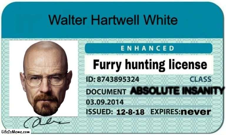 furry hunting license |  Walter Hartwell White; ABSOLUTE INSANITY | image tagged in furry hunting license | made w/ Lifeismeme meme maker