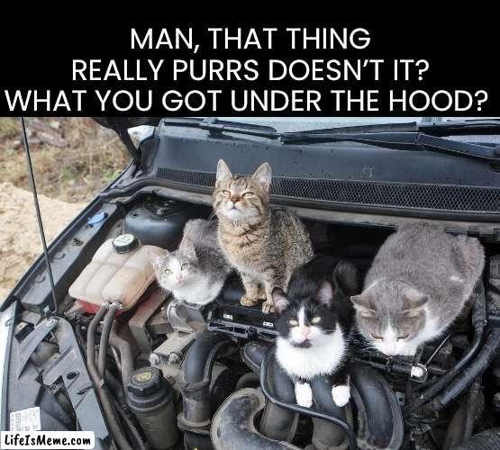 Cat Humor |  MAN, THAT THING REALLY PURRS DOESN’T IT?

WHAT YOU GOT UNDER THE HOOD? | image tagged in funny,funny cats,puns | made w/ Lifeismeme meme maker