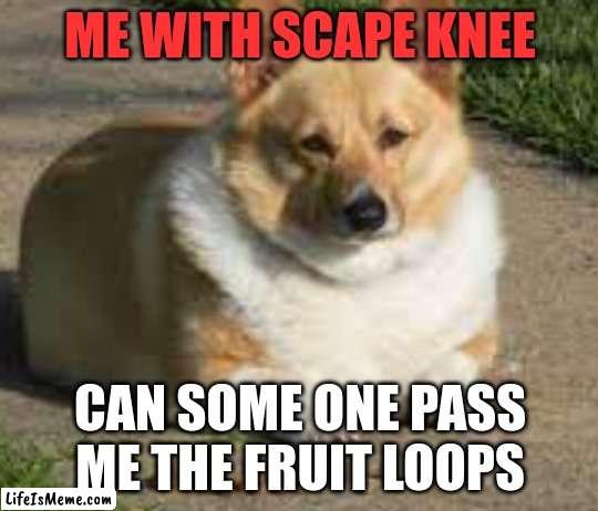 Lazy corgi |  ME WITH SCAPE KNEE; CAN SOME ONE PASS ME THE FRUIT LOOPS | image tagged in corgi,relatable memes,true,water | made w/ Lifeismeme meme maker