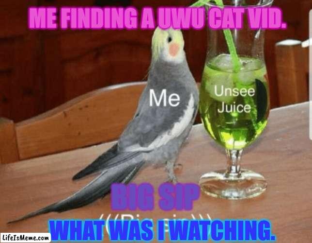 Unsee juice |  ME FINDING A UWU CAT VID. BIG SIP; WHAT WAS I WATCHING. | image tagged in unsee juice | made w/ Lifeismeme meme maker