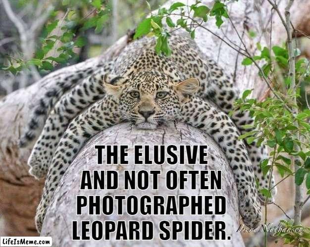 leopard spider |  THE ELUSIVE AND NOT OFTEN PHOTOGRAPHED LEOPARD SPIDER. | image tagged in funny | made w/ Lifeismeme meme maker