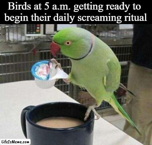 They're so annoying |  Birds at 5 a.m. getting ready to 
begin their daily screaming ritual | image tagged in birds,screaming,screaming bird,memes,funny | made w/ Lifeismeme meme maker