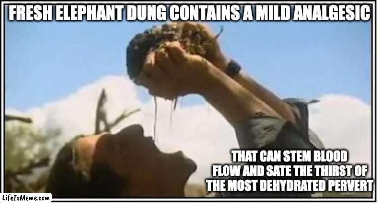 Bear Grylls Drinking Liquid From Elephant Dung |  FRESH ELEPHANT DUNG CONTAINS A MILD ANALGESIC; THAT CAN STEM BLOOD FLOW AND SATE THE THIRST OF THE MOST DEHYDRATED PERVERT | image tagged in shit,memes | made w/ Lifeismeme meme maker