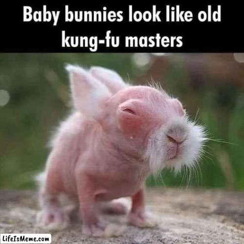 kung fu master | image tagged in kewlew | made w/ Lifeismeme meme maker