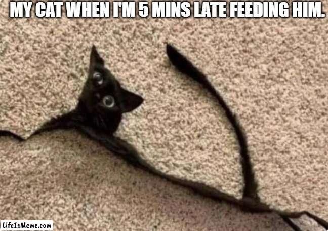 poor kitty |  MY CAT WHEN I'M 5 MINS LATE FEEDING HIM. | image tagged in kitty,cat,funny,meme,feeding,dead | made w/ Lifeismeme meme maker