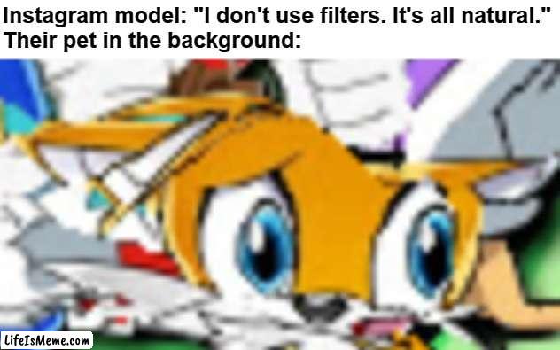 Unoriginal meme.jpg |  Instagram model: "I don't use filters. It's all natural."
Their pet in the background: | image tagged in unoriginal,tails the fox,memes,stop reading the tags | made w/ Lifeismeme meme maker