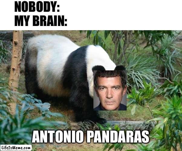 Antonio Pandares |  NOBODY:
MY BRAIN:; ANTONIO PANDARAS | image tagged in panda,celebrity,funny,puns,nobody,my brain | made w/ Lifeismeme meme maker