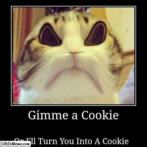 Angry Cat | Gimme a Cookie | Or I'll Turn You Into A Cookie | image tagged in funny,demotivationals | made w/ Lifeismeme demotivational maker