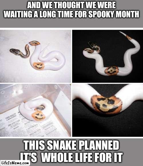 we got nothin on em |  AND WE THOUGHT WE WERE WAITING A LONG TIME FOR SPOOKY MONTH; THIS SNAKE PLANNED IT'S  WHOLE LIFE FOR IT | image tagged in pumpkin snake,spooky,spooktober,snake,halloween | made w/ Lifeismeme meme maker