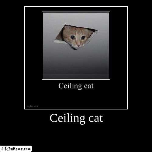 @Iceu download it, do the same thing, then begin the infinite loop | Ceiling cat | | image tagged in funny,demotivationals | made w/ Lifeismeme demotivational maker