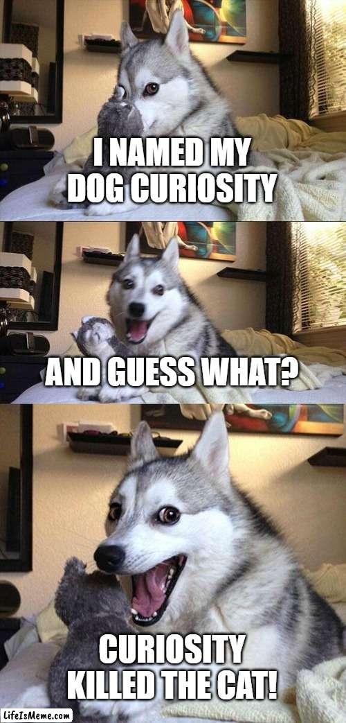 Bad pun 2 |  I NAMED MY DOG CURIOSITY; AND GUESS WHAT? CURIOSITY KILLED THE CAT! | image tagged in memes,bad pun dog | made w/ Lifeismeme meme maker