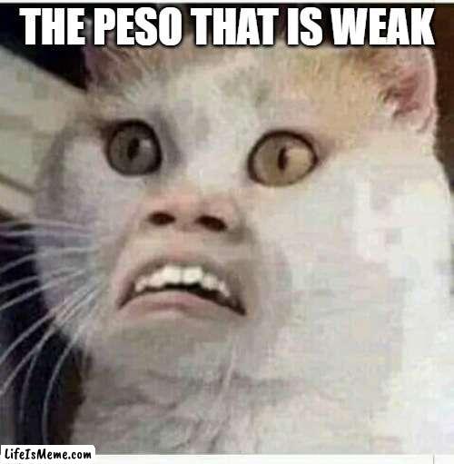wahahaha |  THE PESO THAT IS WEAK | image tagged in haha | made w/ Lifeismeme meme maker
