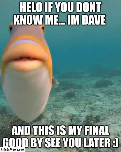 say good by to garry |  HELO IF YOU DONT KNOW ME... IM DAVE; AND THIS IS MY FINAL GOOD BY SEE YOU LATER :) | image tagged in staring fish,fun | made w/ Lifeismeme meme maker