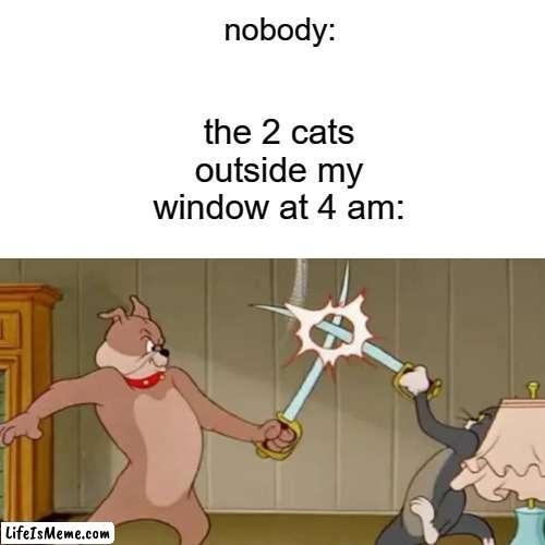 cats literally at 4 am |  nobody:; the 2 cats outside my window at 4 am: | image tagged in cats,fun | made w/ Lifeismeme meme maker