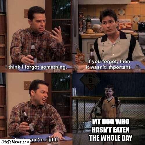 my dog... |  MY DOG WHO HASN'T EATEN THE WHOLE DAY | image tagged in i think i forgot something | made w/ Lifeismeme meme maker