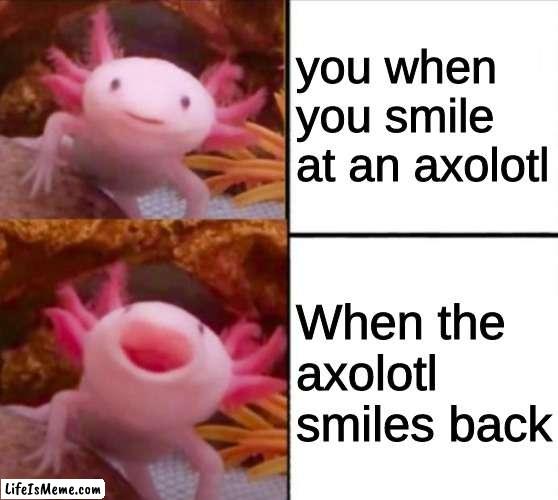 axolotl drake |  you when you smile at an axolotl; When the axolotl smiles back | image tagged in axolotl drake,smiles,axolotl | made w/ Lifeismeme meme maker