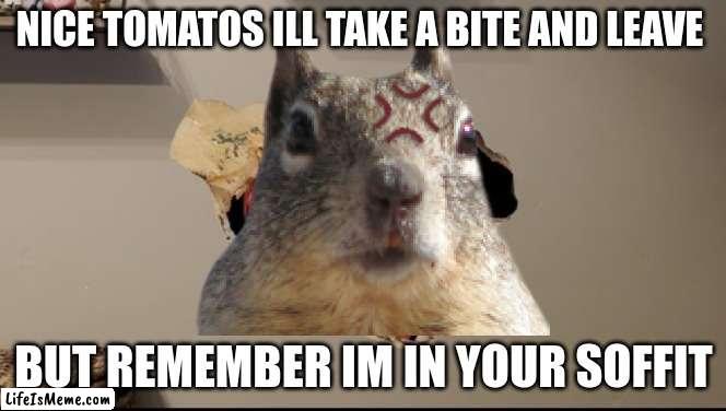 I HATE SQUIRRELS THIS IS ACUALLY HAPENING RIGHT NOW STUPID SQUIRRELS |  NICE TOMATOS ILL TAKE A BITE AND LEAVE; BUT REMEMBER IM IN YOUR SOFFIT | image tagged in knuckles | made w/ Lifeismeme meme maker