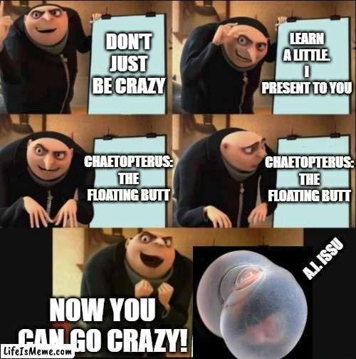 learn little |  DON'T JUST BE CRAZY; LEARN A LITTLE. I PRESENT TO YOU; CHAETOPTERUS: THE FLOATING BUTT; CHAETOPTERUS: THE FLOATING BUTT; A.I. ISSU; NOW YOU CAN GO CRAZY! | image tagged in 5 panel gru meme,butt,crazy,learn | made w/ Lifeismeme meme maker
