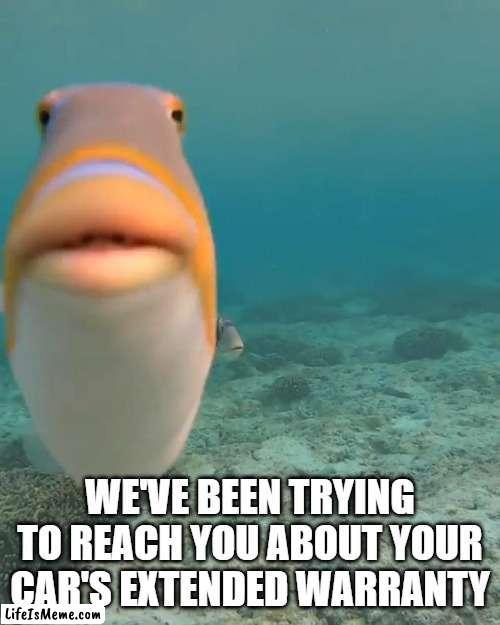 First post! |  WE'VE BEEN TRYING TO REACH YOU ABOUT YOUR CAR'S EXTENDED WARRANTY | image tagged in staring fish,do you fart,fish,phish,staring,fun | made w/ Lifeismeme meme maker
