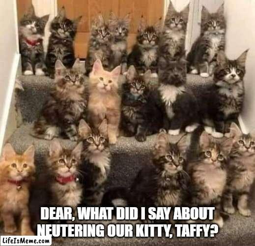 too many kittens |  DEAR, WHAT DID I SAY ABOUT NEUTERING OUR KITTY, TAFFY? | image tagged in kittens,neuter,family,overbreeding | made w/ Lifeismeme meme maker