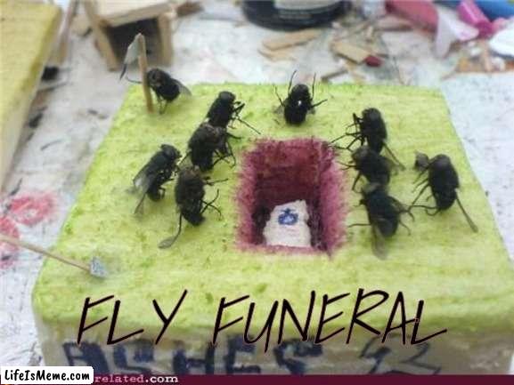 fly funeral |  FLY FUNERAL | image tagged in funny,wholesome | made w/ Lifeismeme meme maker
