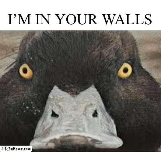 I’m in your walls |  I’M IN YOUR WALLS | image tagged in spooky month,walls,duck | made w/ Lifeismeme meme maker