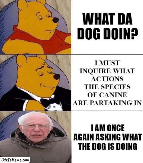 what he doing tho |  WHAT DA DOG DOIN? I MUST INQUIRE WHAT ACTIONS THE SPECIES OF CANINE ARE PARTAKING IN; I AM ONCE AGAIN ASKING WHAT THE DOG IS DOING | image tagged in best better blurst,bernie i am once again asking for your support,bernie sanders,what the dog doin,tuxedo winnie the pooh,memes | made w/ Lifeismeme meme maker