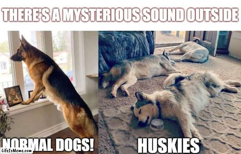 husky guard dogs |  THERE'S A MYSTERIOUS SOUND OUTSIDE; NORMAL DOGS! HUSKIES | image tagged in huskies,husky,dog,alert,huskylife,sleeping | made w/ Lifeismeme meme maker