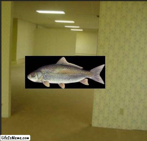 B A C K R O O M S  F I S H | image tagged in backrooms,fish,cursed image | made w/ Lifeismeme meme maker